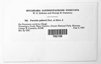 Puccinia palmeri image
